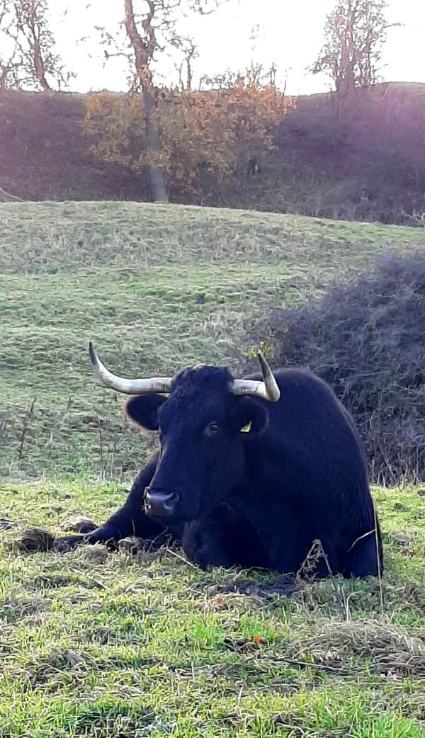 cow with horns